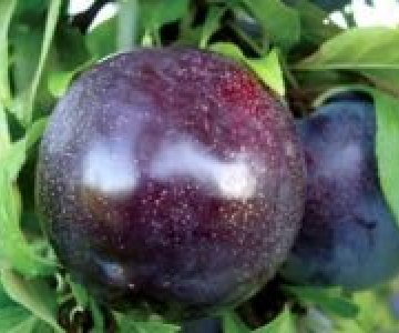 Gavalı (Black Splender)